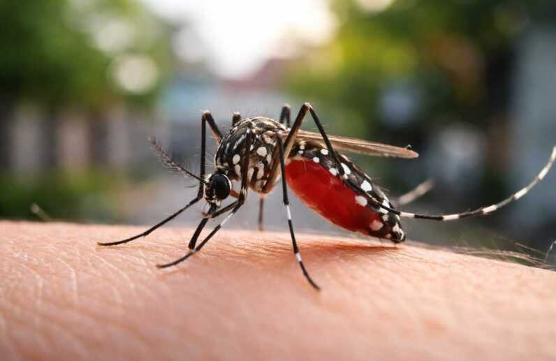 Brote de chikungunya en Tucumán: en qué se diferencia con el dengue